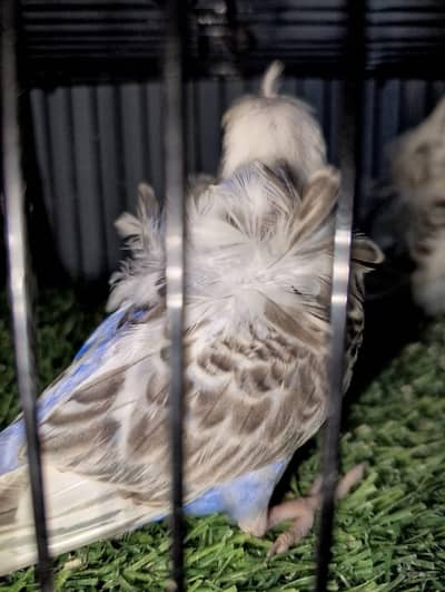 reserve male plus hogo pair