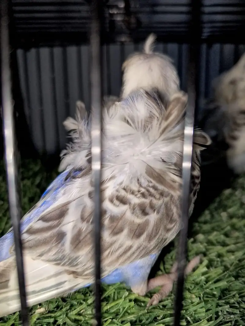 reserve male plus hogo pair