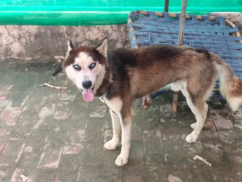 TOP QUALITY SIBERIAN HUSKY MALE AVAILABLE FOR SALE