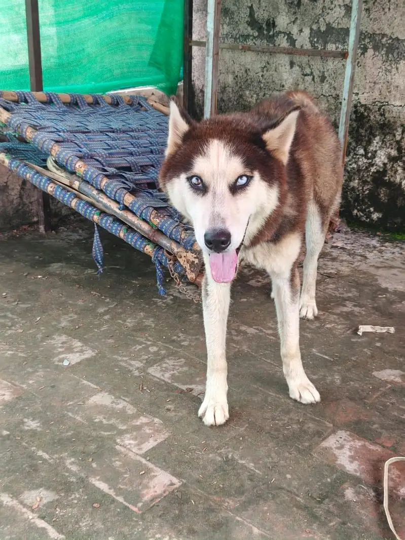 TOP QUALITY SIBERIAN HUSKY MALE AVAILABLE FOR SALE — photo 2