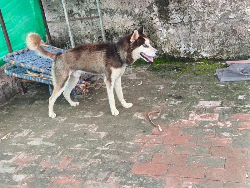 TOP QUALITY SIBERIAN HUSKY MALE AVAILABLE FOR SALE — photo 3