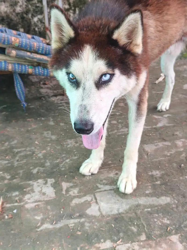 TOP QUALITY SIBERIAN HUSKY MALE AVAILABLE FOR SALE — photo 4