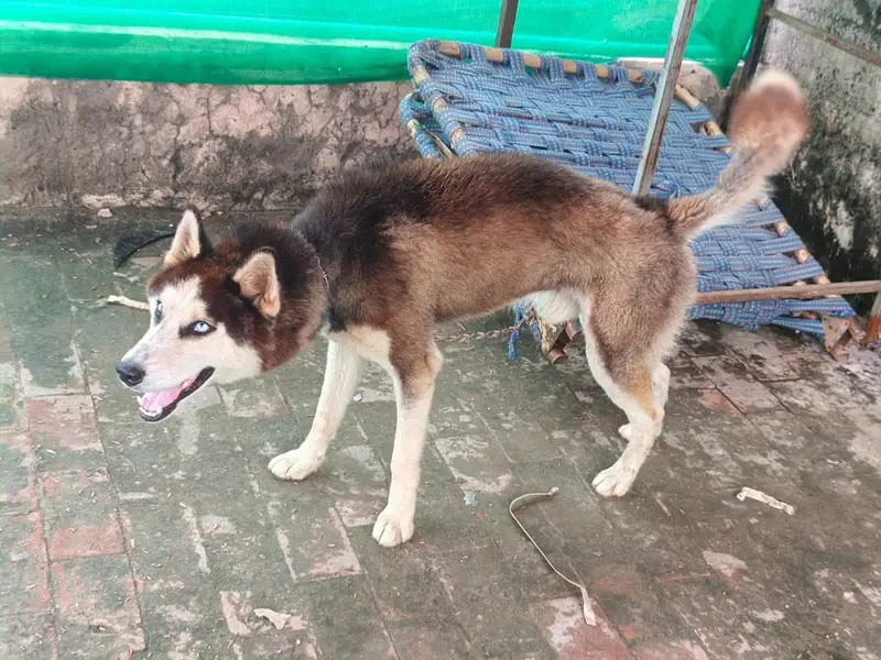TOP QUALITY SIBERIAN HUSKY MALE AVAILABLE FOR SALE — photo 5
