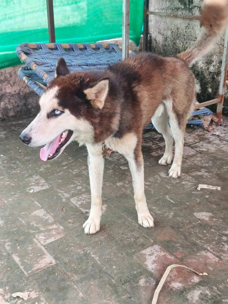 TOP QUALITY SIBERIAN HUSKY MALE AVAILABLE FOR SALE — photo 6