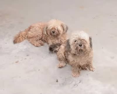 Adult trained pair Shihtzu