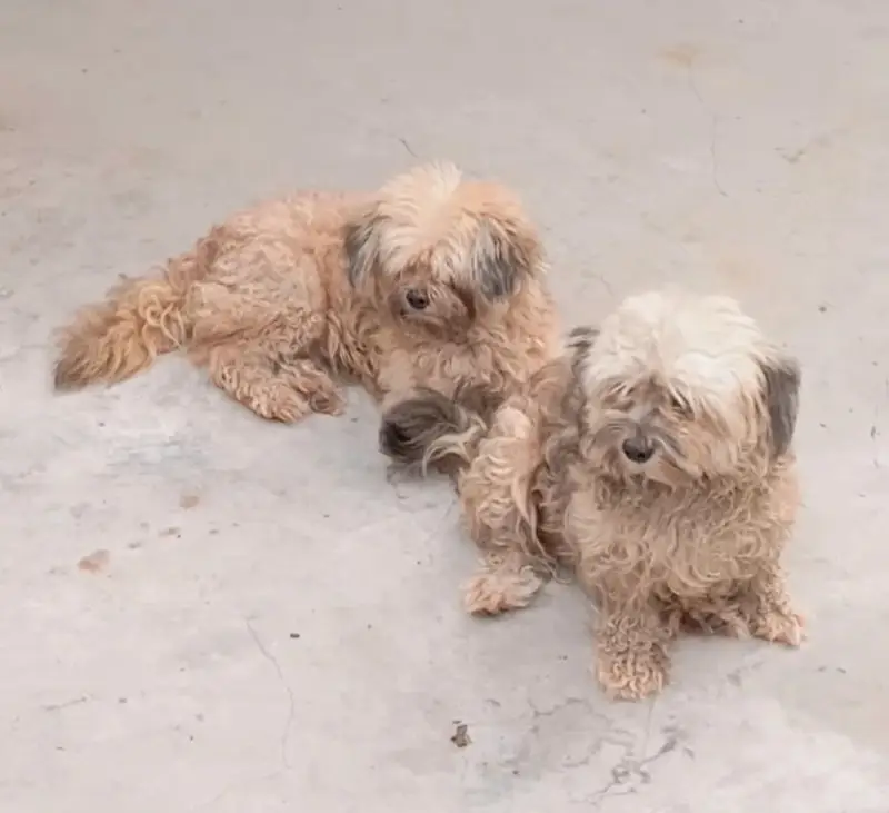 Adult trained pair Shihtzu — photo 2