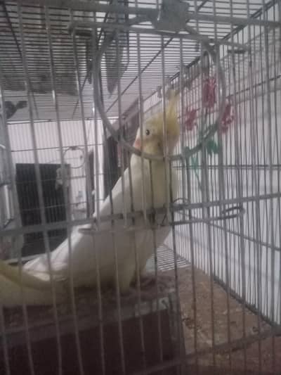 cocktail hain pair ha bohot payari nasal ha chota  pinjara bi sath ha