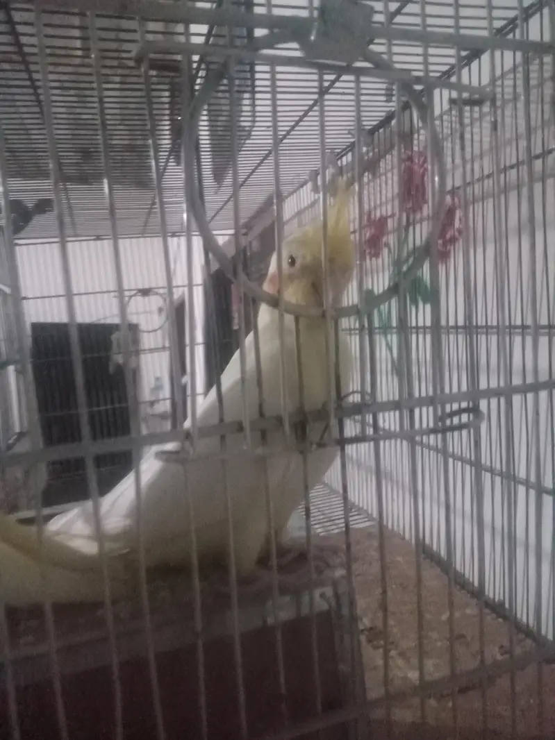 cocktail hain pair ha bohot payari nasal ha chota  pinjara bi sath ha