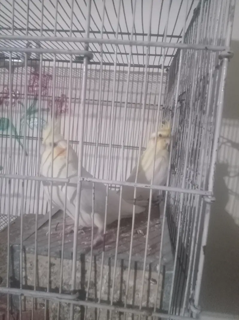 cocktail hain pair ha bohot payari nasal ha chota  pinjara bi sath ha — photo 2
