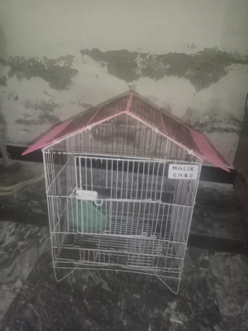cocktail hain pair ha bohot payari nasal ha chota  pinjara bi sath ha — photo 3