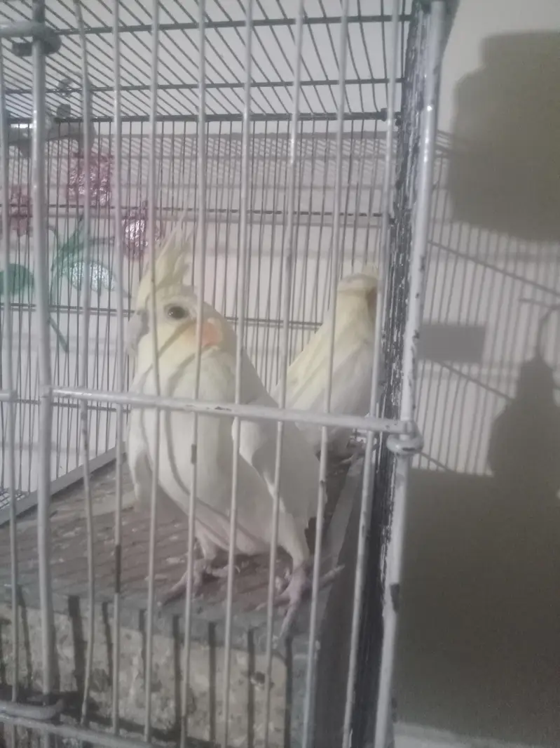 cocktail hain pair ha bohot payari nasal ha chota  pinjara bi sath ha — photo 4