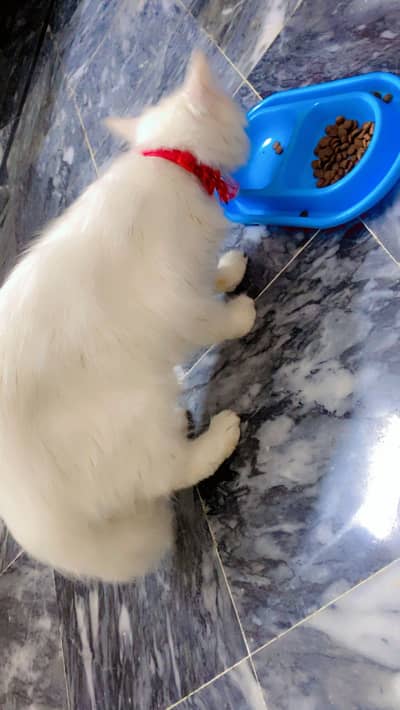 For sale with litter and cat food …. Becoz leaving country urgent sale