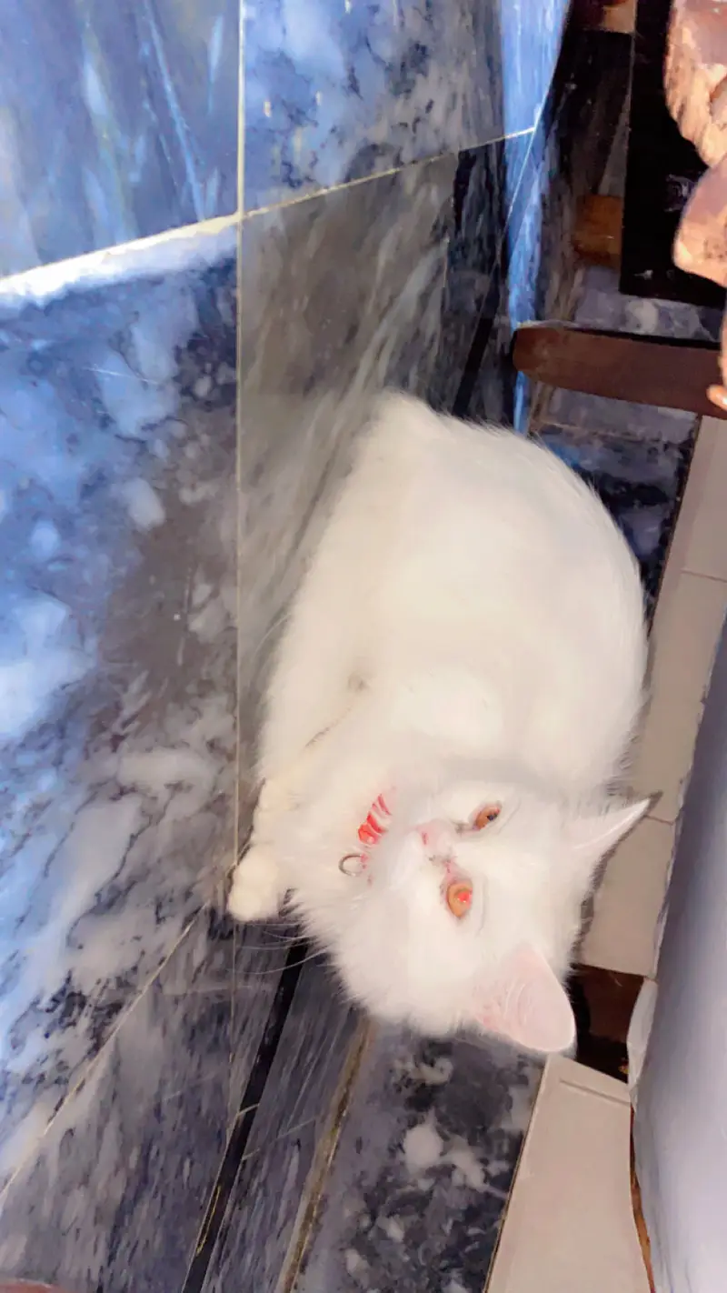 For sale with litter and cat food …. Becoz leaving country urgent sale — photo 2