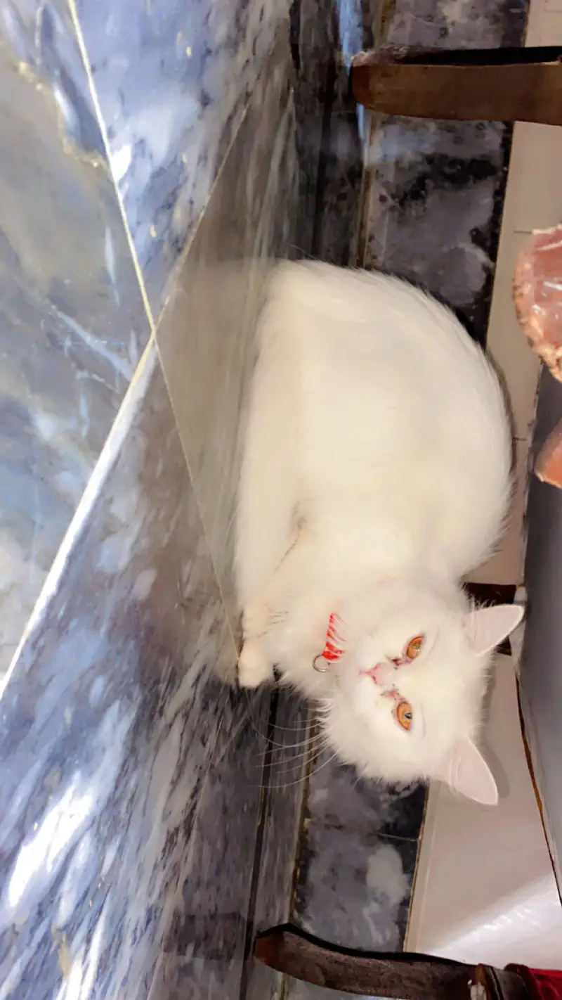 For sale with litter and cat food …. Becoz leaving country urgent sale — photo 3