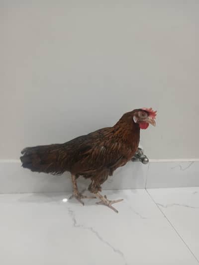Healthy desi murgi for breeding