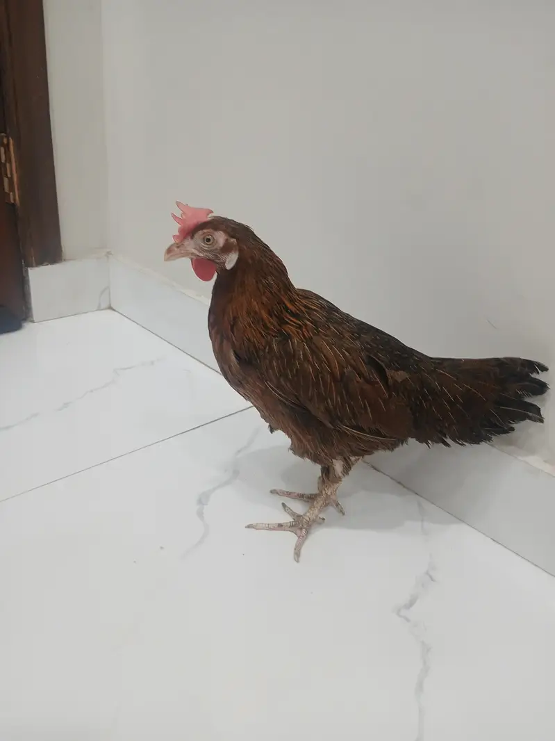 Healthy desi murgi for breeding — photo 2