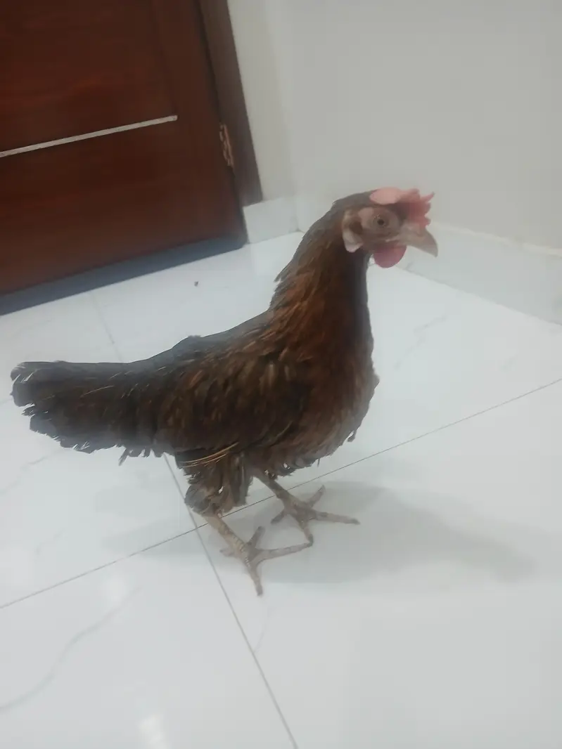 Healthy desi murgi for breeding — photo 3