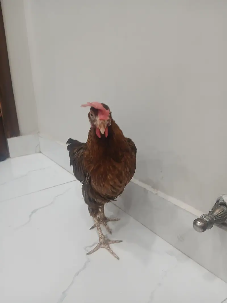 Healthy desi murgi for breeding — photo 4