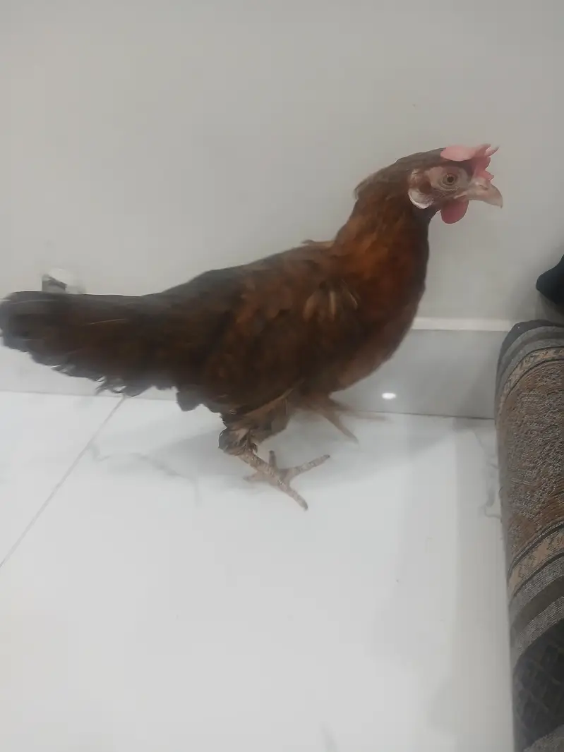 Healthy desi murgi for breeding — photo 5