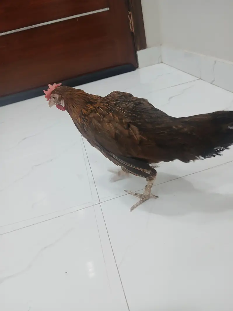Healthy desi murgi for breeding — photo 6