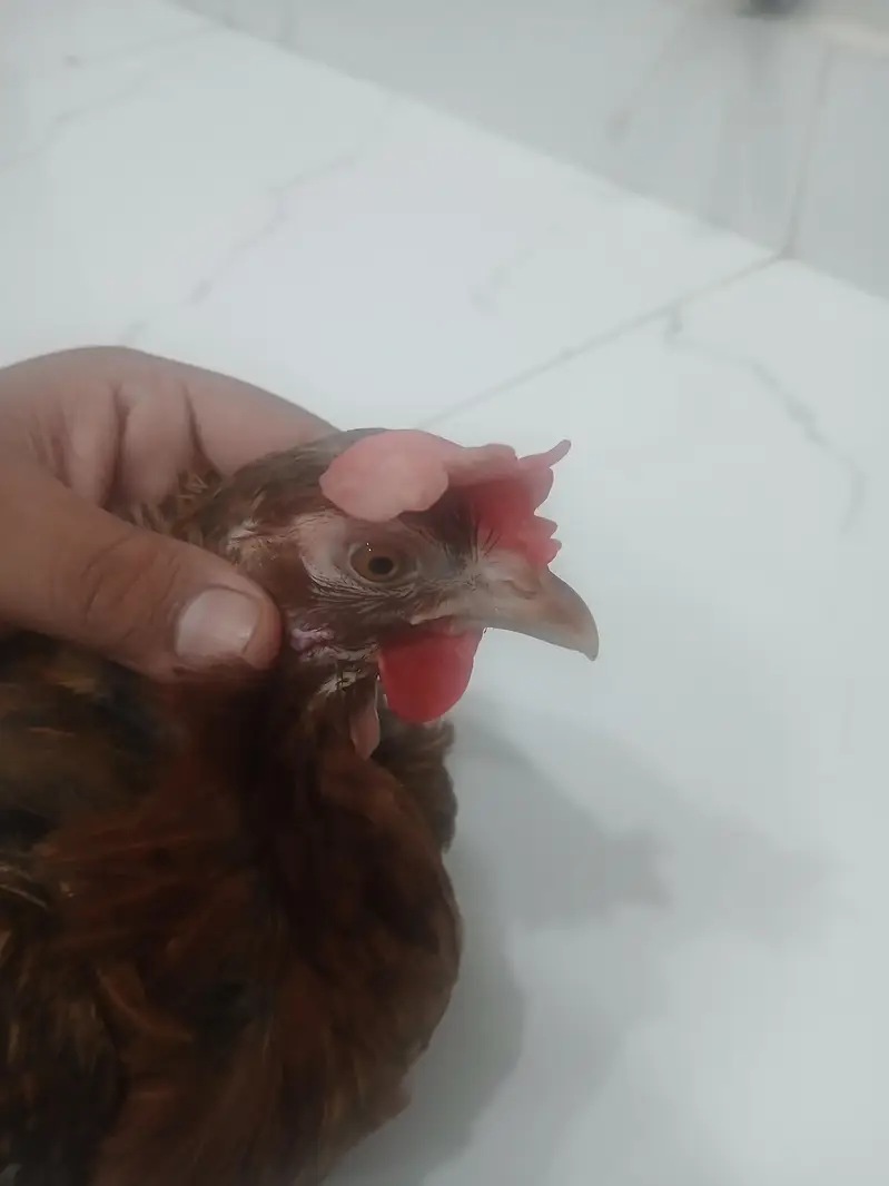 Healthy desi murgi for breeding — photo 7