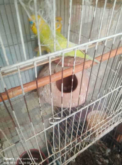 breeder pair