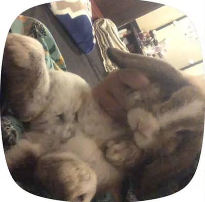 holland lop bunny urgent sale