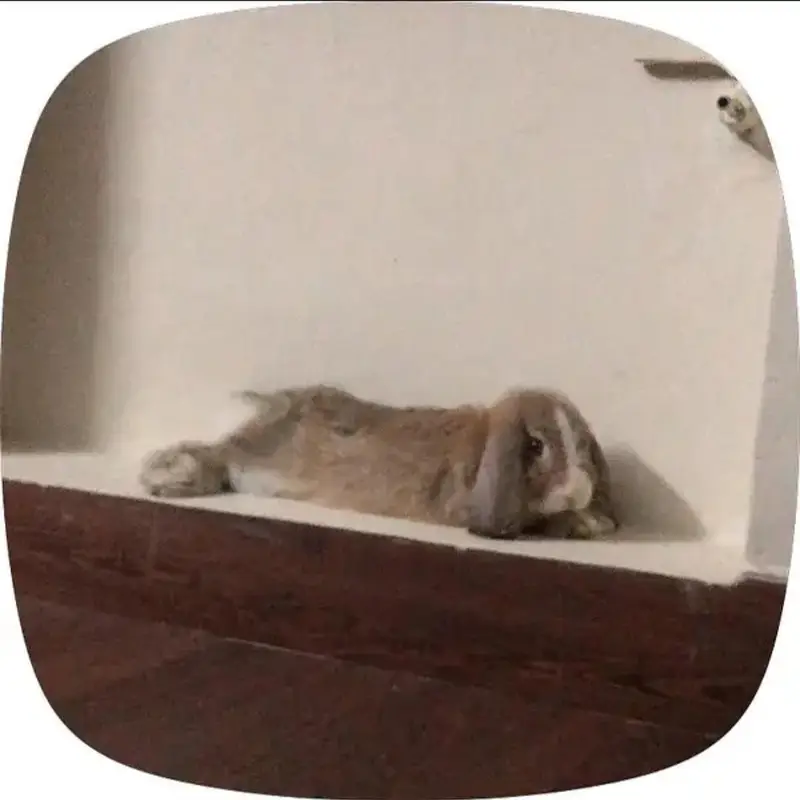 holland lop bunny urgent sale — photo 2