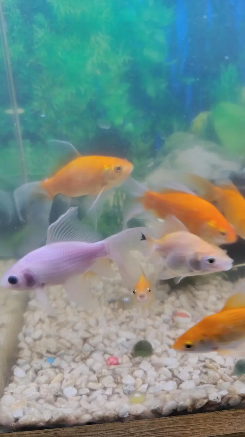 Aquarium for sale — photo 5