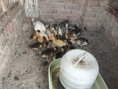 بطخ و مرغی کے بچے
