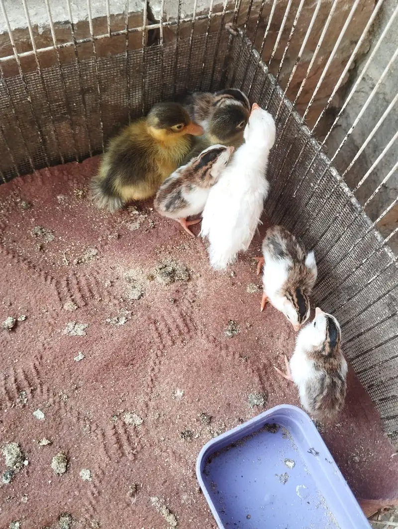 بطخ، مرغی،ٹرکی — photo 2