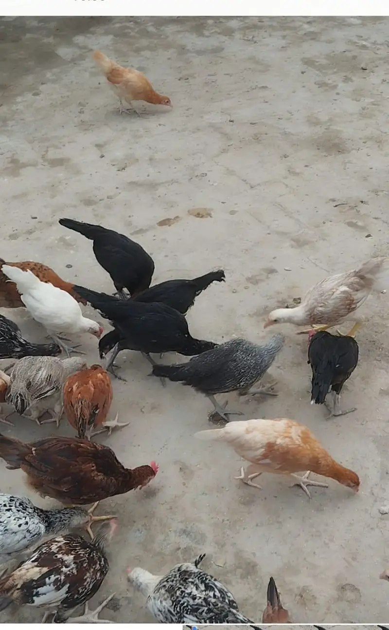 بطخ، مرغی،ٹرکی — photo 4