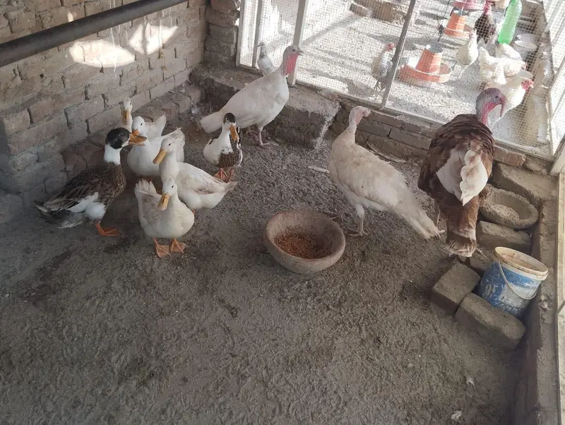 بطخ، مرغی،ٹرکی — photo 5