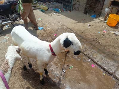 pure mundra