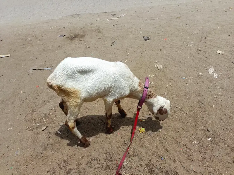 pure mundra — photo 2