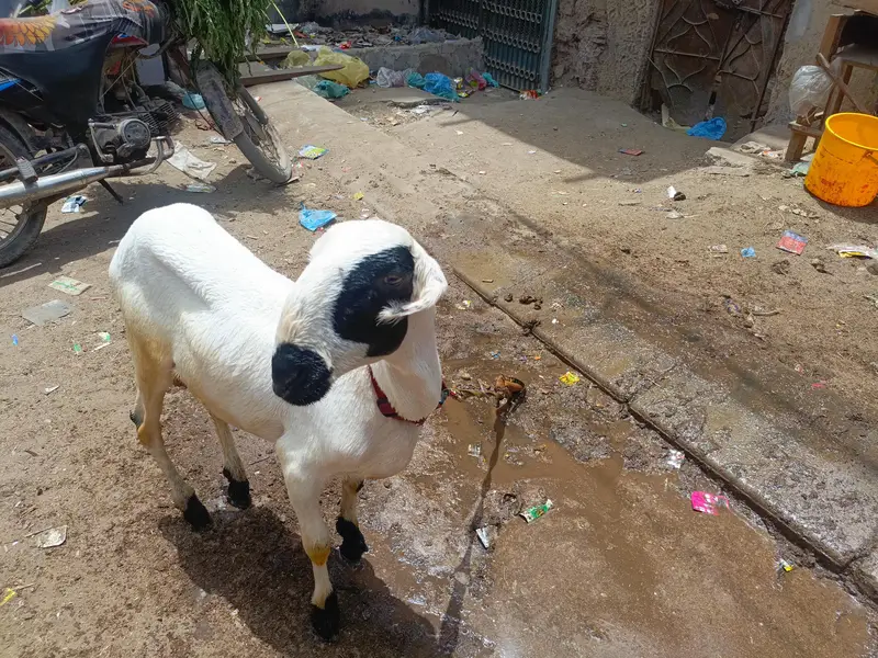 pure mundra — photo 3