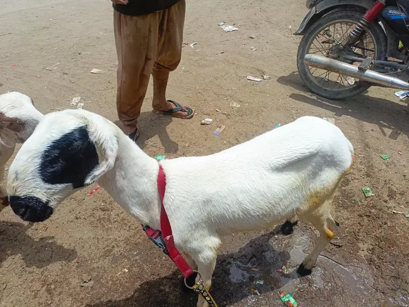 pure mundra — photo 4