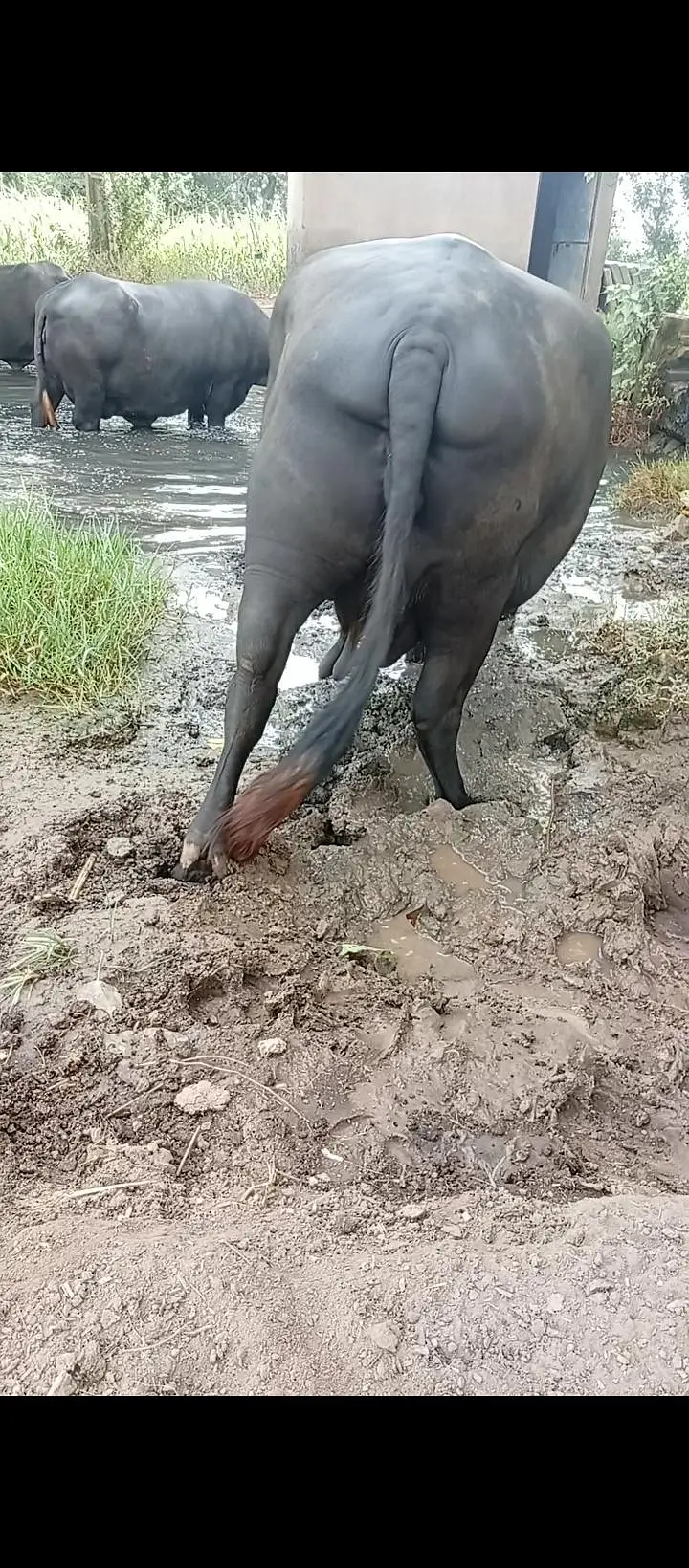 sindhan — photo 3