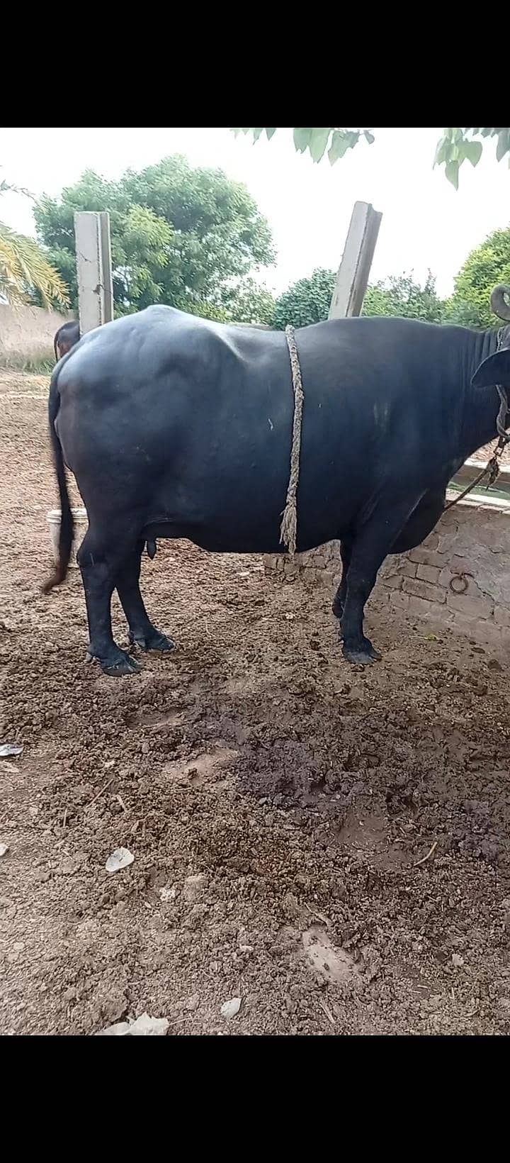sindhan 6