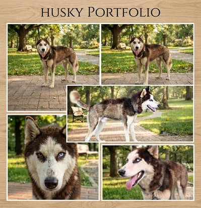 TOP QUALITY SIBERIAN HUSKY MALE AVAILABLE FOR SALE OR EXCHANGE