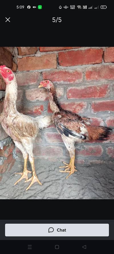 Lene wala rabta krjapanese shamo pair 03014628191 jaska party dor rahu