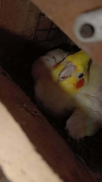 Parrot  Cockatiel