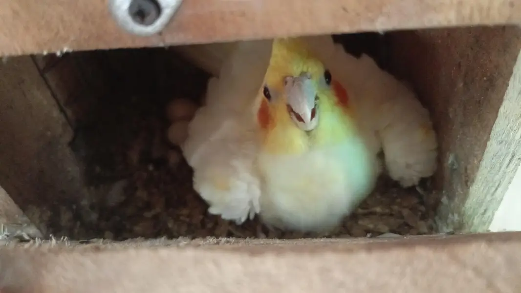 Parrot  Cockatiel — photo 2