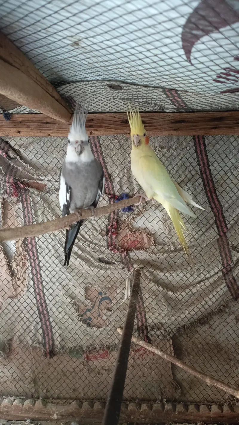 Parrot  Cockatiel — photo 3
