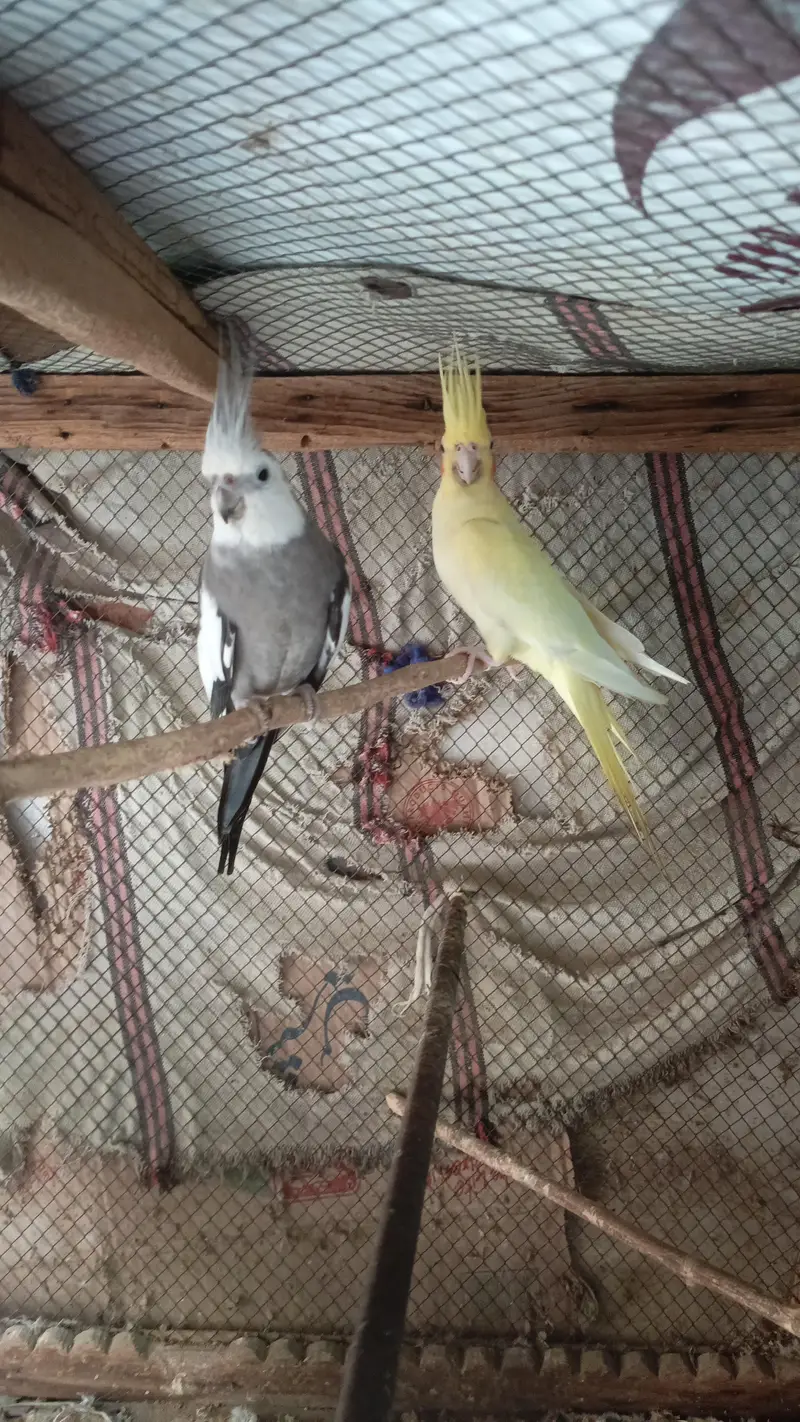 Parrot  Cockatiel — photo 4