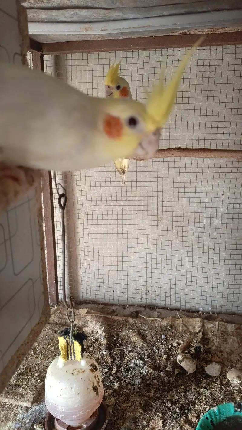 Parrot  Cockatiel — photo 5