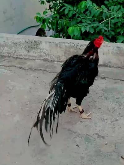 lasani murga WhatsApp 03105018400
