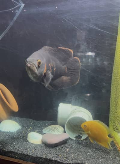 Healthy Severum Cichlid 3.5 Inch Price: Rs 5,000