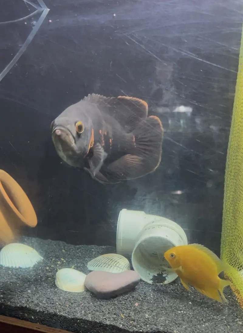 Healthy Severum Cichlid 3.5 Inch Price: Rs 5,000