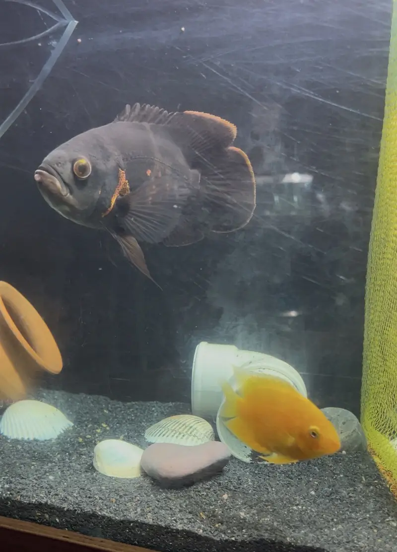 Healthy Severum Cichlid 3.5 Inch Price: Rs 5,000 — photo 2